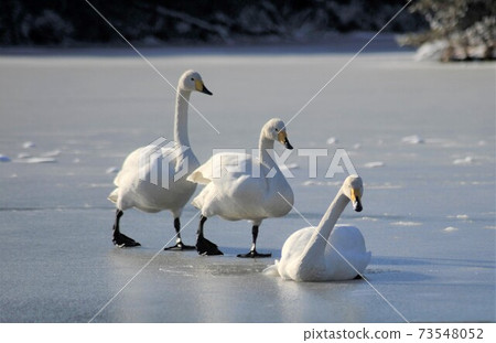Swan 73548052