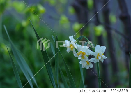 芬芳的冬花 芬芳的冬花 73548259