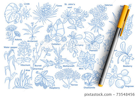 Plants and berries doodle set 73548456