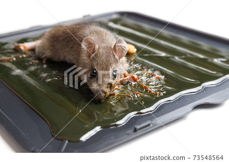Mouse captured on glue mousetrap board. Mouse captured on glue mousetrap board. 73548564
