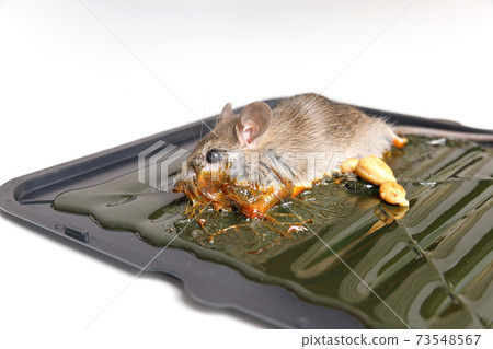 Mouse captured on glue mousetrap board. 73548567