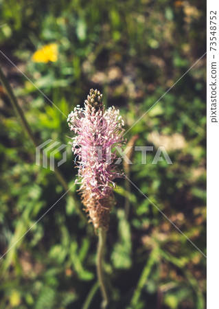 Plantago media flowers in Vanoise national Park, France 73548752