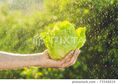 Bunch of lettuce in a hand of a man with a splashes of water in air 73548819