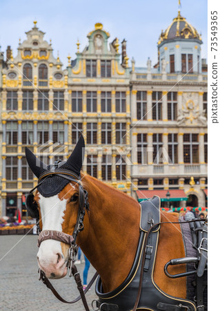 Horses on Grote Markt square in Brussels Belgium 73549365