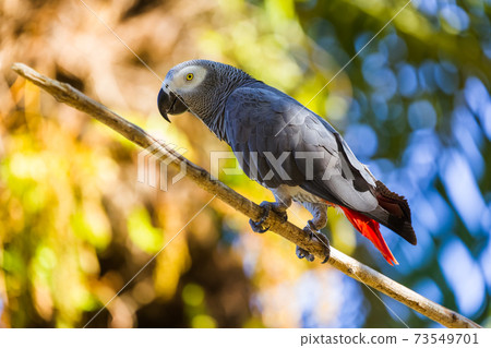 Gray African Parrot in Bali Island Indonesia 73549701