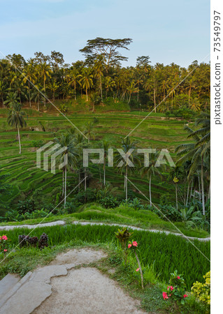Rice fields Jatiluwih - Bali island Indonesia 73549797