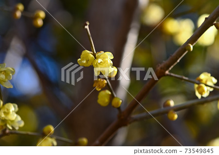 蠟李子 蠟李子 73549845