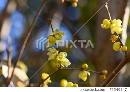 蠟李子 蠟李子 73549847