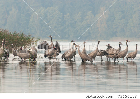 .Cranes (Grus grus) in the morning at the roosting site .Cranes (Grus grus) in the morning at the roosting site 73550118