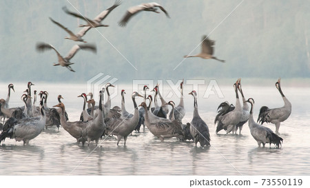 Cranes (Grus grus) in the morning at the roosting site Cranes (Grus grus) in the morning at the roosting site 73550119