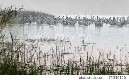 Cranes (Grus grus) stand in the lake's water in the dense morning mist 73550120