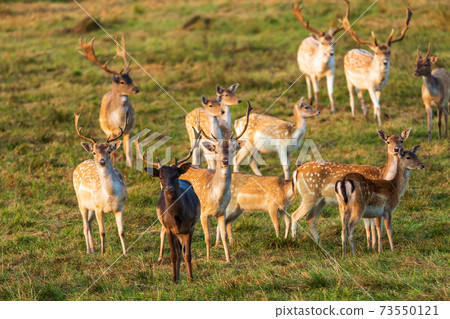 .A herd of Fallow deer (Dama dama) on the meadow 73550121