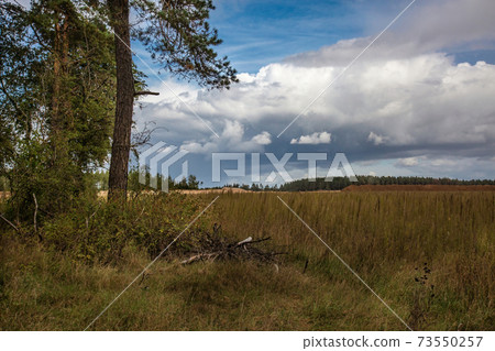 .A summer landscape with a mid-forest meadow under a blue sky wi .A summer landscape with a mid-forest meadow under a blue sky wi 73550257