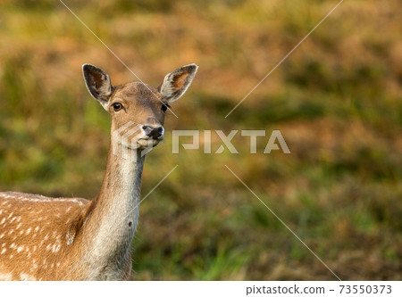Female of Fallow deer (Dama dama) Female of Fallow deer (Dama dama) 73550373