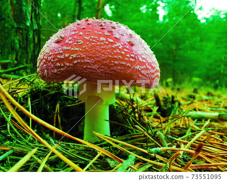 Amanita muscaria in a pine forest. 73551095