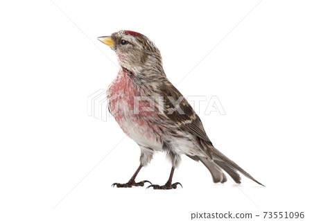 Eurasian Linnet isolated on white background. 73551096
