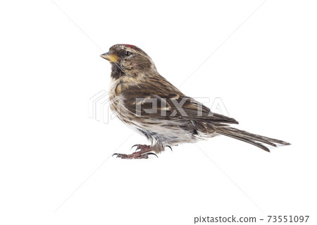 Eurasian Linnet isolated on white background. 73551097