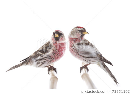 two Eurasian Linnet isolated on white background. two Eurasian Linnet isolated on white background. 73551102