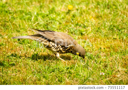 Kestrel catching worms on a lawn in County Donegal - Ireland. Kestrel catching worms on a lawn in County Donegal - Ireland. 73551117
