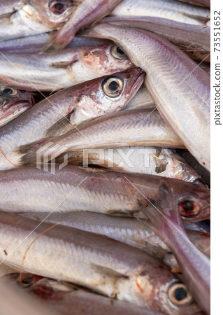 Stack of fresh Whiting sold at market Stack of fresh Whiting sold at market 73551652