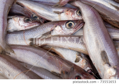 Stack of fresh Merling sold at market 73551653