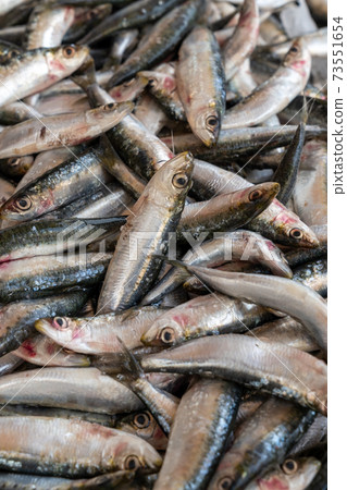Group of fresh sardines sold at the market Group of fresh sardines sold at the market 73551654