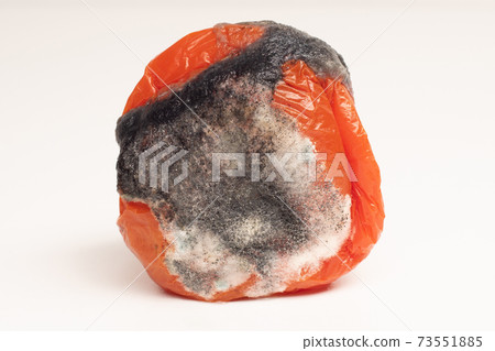 Rotten tomato with mold and fungi closeup on a white background Rotten tomato with mold and fungi closeup on a white background 73551885