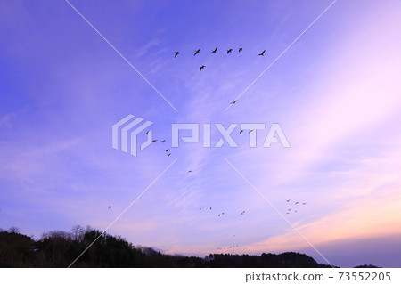Morning flight of Izunuma in the midwinter Morning flight of Izunuma in the midwinter 73552205