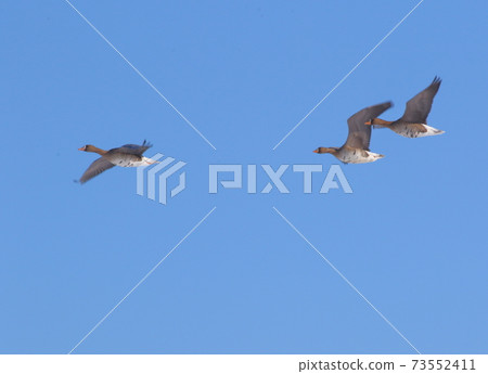 Morning flight of Izunuma in the midwinter 73552411