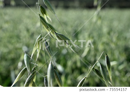 Oat ears 73554157