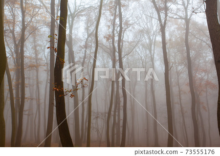 Autumnal mysterious forest trees with yellow leaves. Autumnal mysterious forest trees with yellow leaves. 73555176