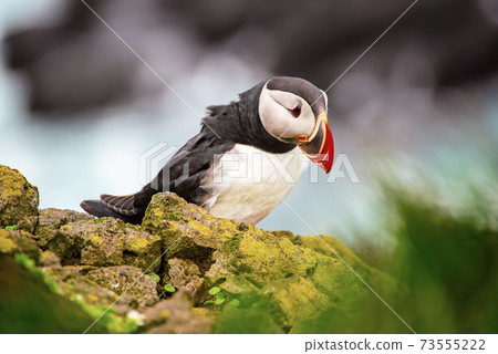 Single atlantic puffin 73555222