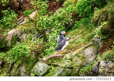 Two atlantic puffins 73555223