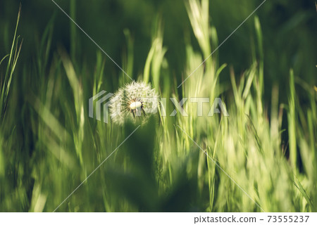 Dandelion white flower Dandelion white flower 73555237
