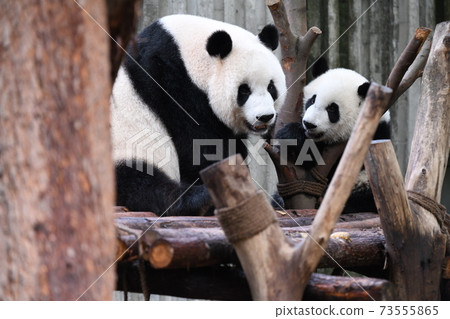 Parent-child Panda 73555865