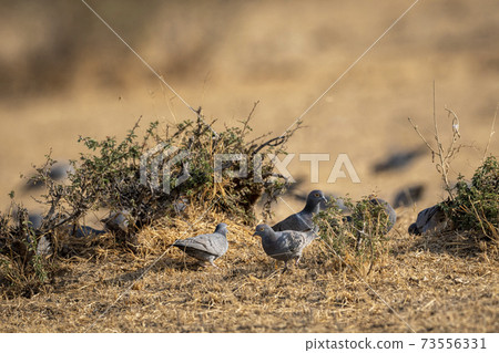 yellow eyed pigeon or Columba eversmanni in an open field during winter migration and in morning light at jorbeer conservtion reserve bikaner rajasthan india yellow eyed pigeon or Columba eversmanni in an open field during winter migration and in morning light at jorbeer conservtion reserve bikaner rajasthan india 73556331