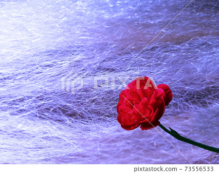 A red rose on silk thread background A red rose on silk thread background 73556533