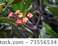 The beauty colorful flowers name Plumeria in garden 73556534