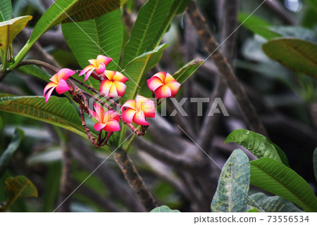 The beauty colorful flowers name Plumeria in garden The beauty colorful flowers name Plumeria in garden 73556534