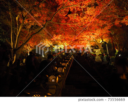 Autumn leaves of Isehara Oyama Shrine Autumn leaves of Isehara Oyama Shrine 73556669