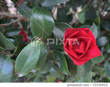 山茶花的花蕾和一片葉子 73556918