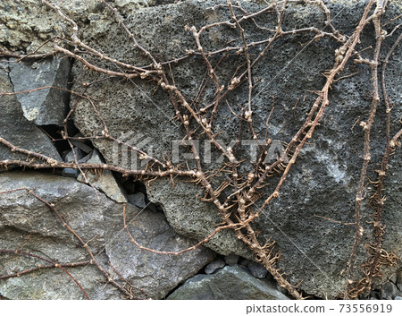 A vine that grows tangled in a stone wall 73556919