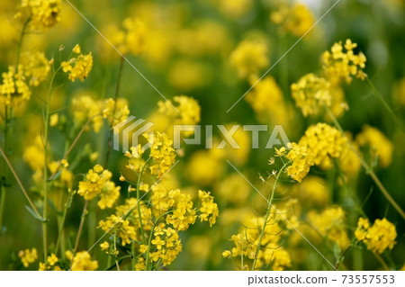 強姦開花 73557553