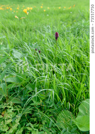 Miyama Wallemokou 73557750