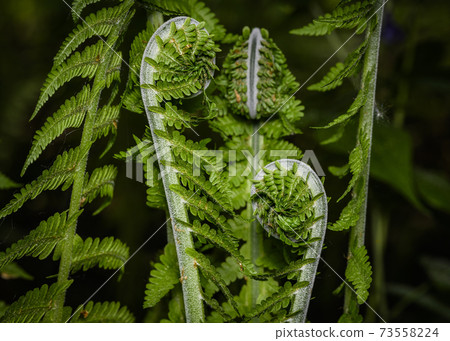 Fern branches curling like heads on long necks in the forest against a dark background Fern branches curling like heads on long necks in the forest against a dark background 73558224