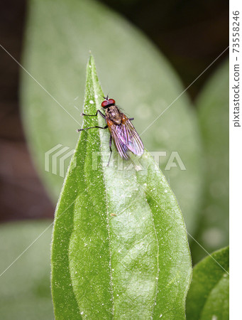 Close up view of a fly sitting on the edge of a leaf pointing vertically upward Close up view of a fly sitting on the edge of a leaf pointing vertically upward 73558246