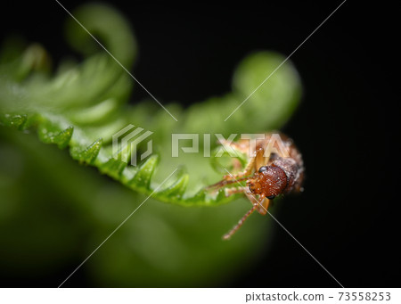 Portrait of a beetle on the tip of a fern leaf on a dark background 73558253