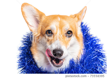 Smiling Pembroke Welsh Corgi puppy with tincel 73558395