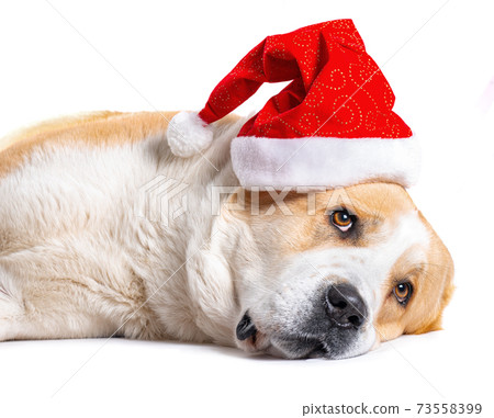 Central Asian Shepherd Dog and santa red hat 73558399