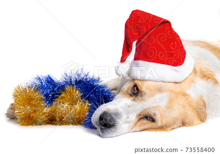 Central Asian Shepherd Dog and santa red hat 73558400